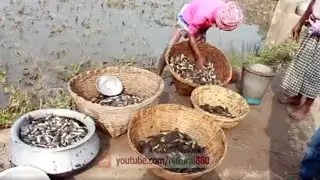 গ্রামের বিল থেকে মাছ ধরা