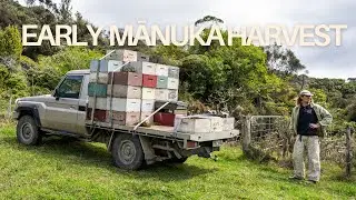 Keeping mānuka pure : Early harvest before the Pōhutakwa flowers.