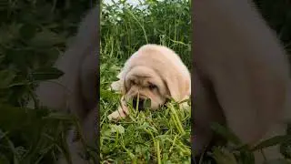Top Quality labrador puppies available #englishlabrador #puppy
