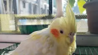দিদির সাথে খুনসুটি টিনটিনের 🐦❤️ @dikshaslove  