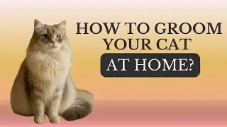 HOW TO GROOM YOUR CAT AT HOME // LA BELLE PAW // CAT GROOMING