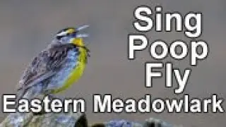 Eastern Meadowlark singing, pooping, flying