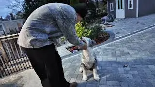 Dino&rsquo;s Training Day -Heel ,Sit, Stay, Spin & Play Dead! #dogs #dog #funnyshorts #cute #pets #shorts 