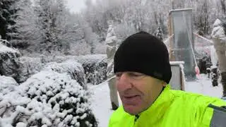 Trachycarpus po sněhem 🌨️❄️😅🌴