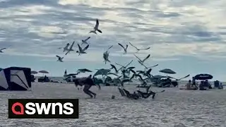Swarm of seagulls gang up on beachgoer - forcing her to flee and abandon her food | SWNS