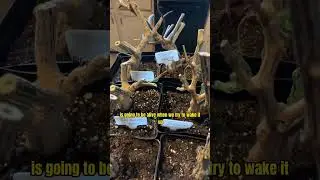 Are the overwintered pepper plants alive? Let&rsquo;s find out.