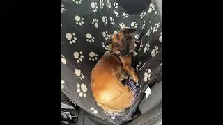 Enjoying the Ride: Our Dog&rsquo;s Car Adventure