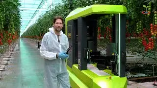 NPPL424407 Proef met de tomatenoogstrobot van Ridder/Metomotion bij de firma Lans in Dinteloord.
