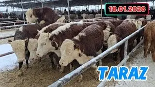 БҮГІНГІ НАРЫҚТАҒЫ ІРІ ҚАРА БАҒАСЫ | 18.01.2026 | ТАРАЗ МАЛ БАЗАР