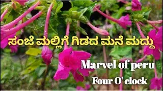ಸಂಜೆ ಮಲ್ಲಿಗೆ ಗಿಡದ ಮನೆ ಮದ್ದು |  Four O'clock plant | ಬಯ್ಯಮಲ್ಲಿಗೆ | Marvel of peru | ಸಂಧ್ಯಾರಾಗ |