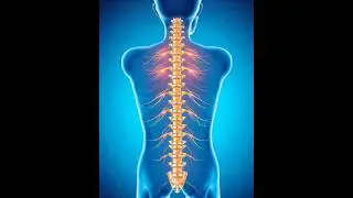 Autonomic Nervous System                                #science #education #nervousystem #biology