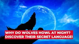 Why Do Wolves Howl at Night? Discover Their Secret Language!