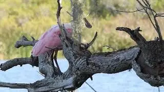 Roseate Spoonbill