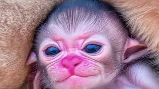 Cutest Scene Ever &ndash; Loving Monkey Mom Takes Perfect Care of Her Baby 🐵💛