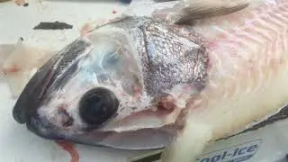 Dhuie Filleting
