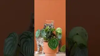 4 Pet-friendly plants no one tells you about 🌱#shorts