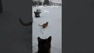 #kittycat #creamcat #winter