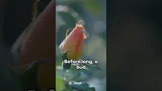 Witness the Epic Transformation: A Tiny Seed's Journey from Birth to Bloom