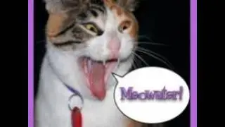 Episode 93 - Cats at the Westminster Dog Show