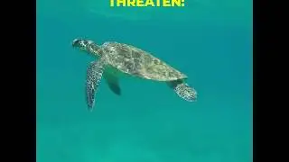 10 Species Climate Change Could Push to Extinction