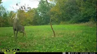 Mock scrape tree update