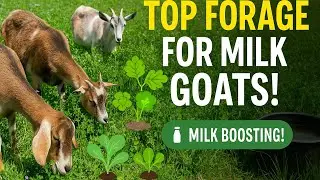 Top Forage Options for Healthy Milk Goats! | Goat Farming Guide to more MILK!