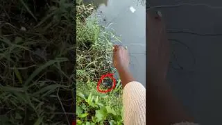 കൈ ചൂണ്ടയിൽ വരാൽ പിടിത്തം🥵🎣 #shorts #fishing #fish