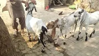 Goat Successful Video | Pure Rajanpuri Goats  | Mujahid Dairy Farm