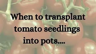 What Are True Leaves? When To Plant Tomato Seedlings Into Pots...
