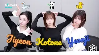 [ENG SUB] tripleS SIGNAL LIVE 250204 (Kotone, Yeonji, Jiyeon) 트리플에스 KonJiYeonJi