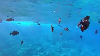 Molokini Crater