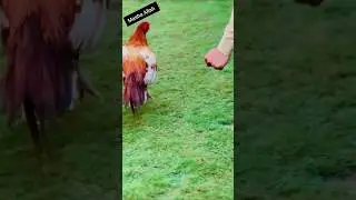 Rooster Beauty 😍#youtubeshorts #aseelmurga #youtubeshorts #youtubefeed #shorts