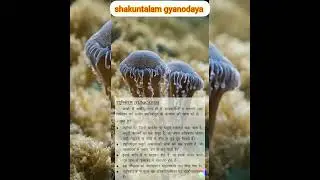Tunicates #shorts #upsc
