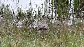 Lapwing babies at Loch Leven RSPB reserve, April 2025