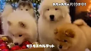 【ツリー片付け大騒動🎄】もふカル4匹の超もふもふ赤ちゃん子犬がわちゃわちゃ遊ぶ！
