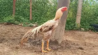Naveen p.velur| pondram male| top quality breed| 8 months.