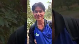4tree + booster กับสวนทุเรียน โตไว  ไร้สารเคมี  สั่งสินค้าโทร 063-5164500 #4tree #booster #โฟร์ทรี