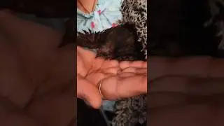 rescue birds 🐦🥺 sumbhavcreations #shorts #subscribe #viral #video #ytshorts