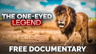 Scarface: The Legendary One-Eyed Lion of the Maasai Mara | Wildlife Documentary