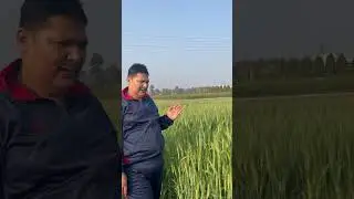 Anthesis in wheat