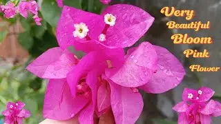Very Beautiful Bloom Pink Flower at Countryside |  Flower View after Raining | Nice Flowers