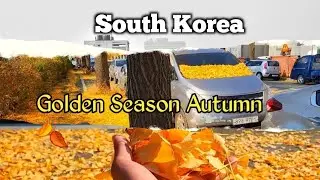Why South Korea's Autumn Walk Streets Are So Enchanting