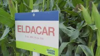 Saaten-Union: Mais ELDACAR, Vertriebsberater Franz Unterforsthuber, Standort Moosburg