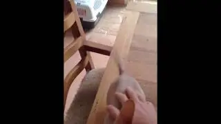 Cat wagging tail like a dog :-)