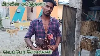 Praveen veppor seval || small update video#rooster#vloge@karurkattusevalvlogs
