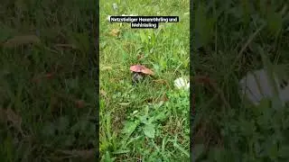Netzstielige Hexenr&ouml;hrlinge im Park #wald #fungi #natur #foraging #outdoor #nature #vegan