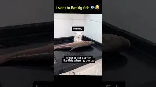 I want to eat big fish cute kitten 😍😂 #funny #funnyclipsdaily  #cat #pets