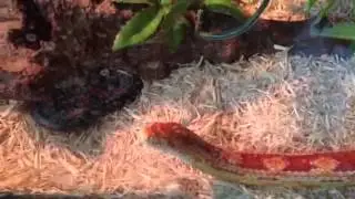 Basic corn snake habitat