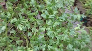How to make microgreens & 40% extra benefits green moong, haleem,  rai(sarso), chia seeds
