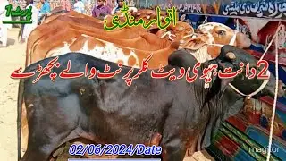 atwar mandi my 2dant Heavy weight Color Print waly bachday online mandi ka Visit kary